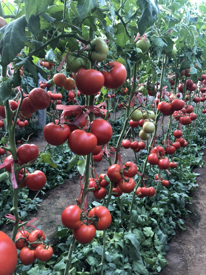红果番茄苗耐热品种高产抗病性强