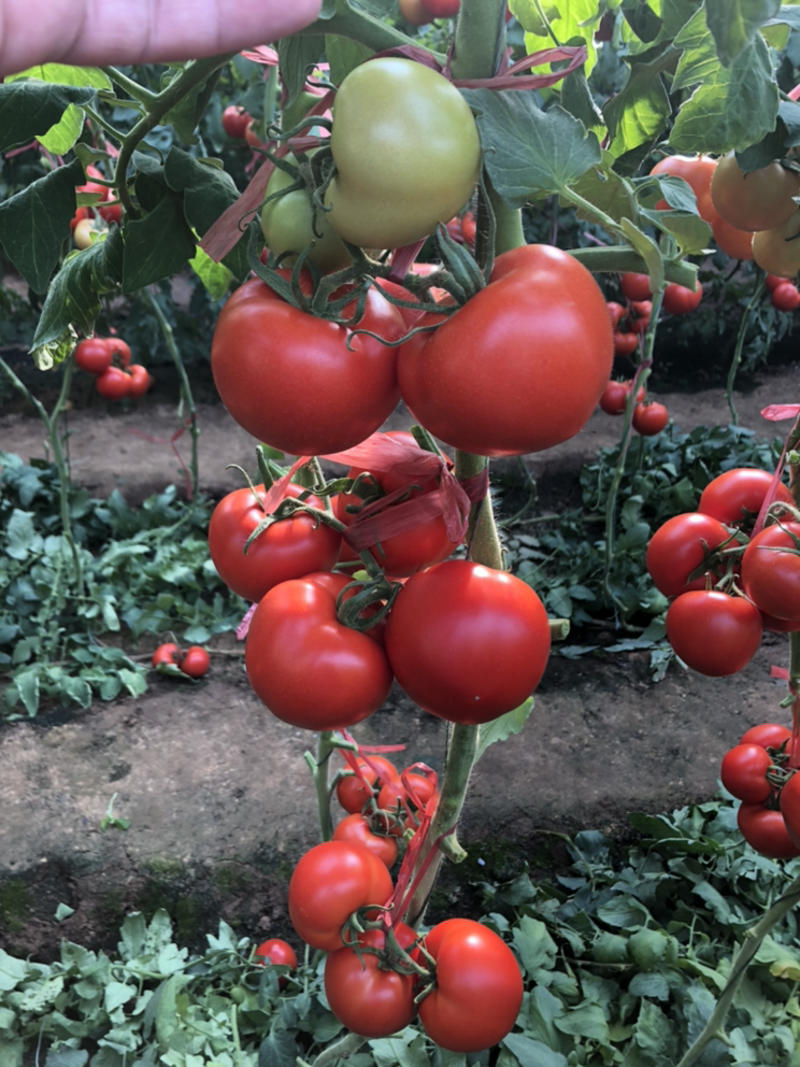 红果番茄苗耐热品种高产抗病性强