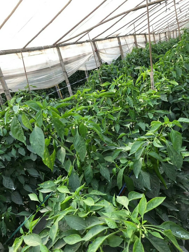 精品螺丝线椒，各种辣椒，现采摘，发货快，欢迎新老客户发货