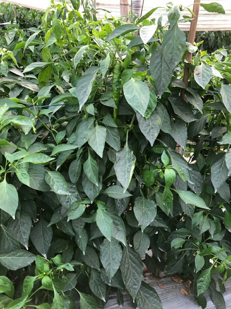 精品螺丝线椒，各种辣椒，现采摘，发货快，欢迎新老客户发货