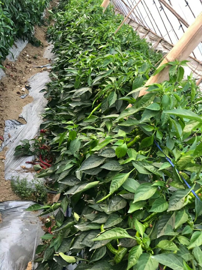 精品螺丝线椒，各种辣椒，现采摘，发货快，欢迎新老客户发货