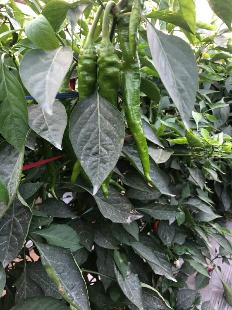 精品螺丝线椒，各种辣椒，现采摘，发货快，欢迎新老客户发货