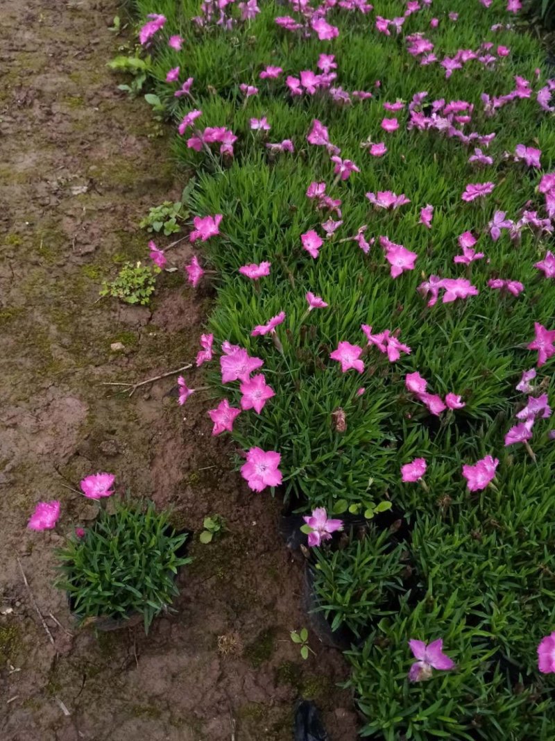 欧石竹，石竹，重庆欧石竹，花期长效果好