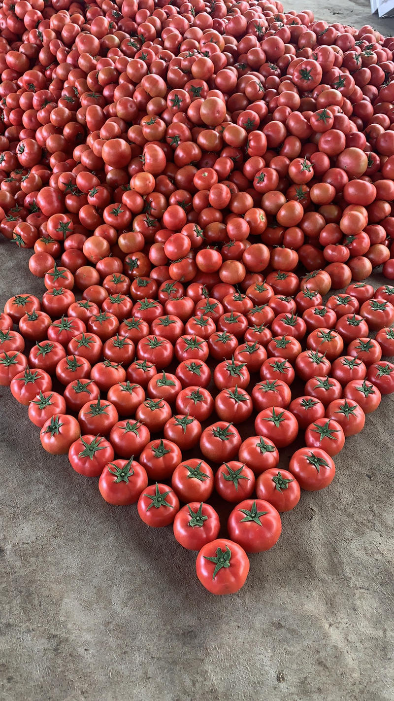 硬粉西红柿产地直供超市直供大量上市专业代办商超电商平台