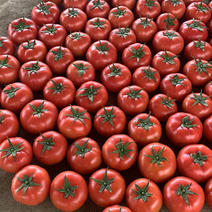 淄博临淄硬粉西红柿大量上市现货产地直供量大优先
