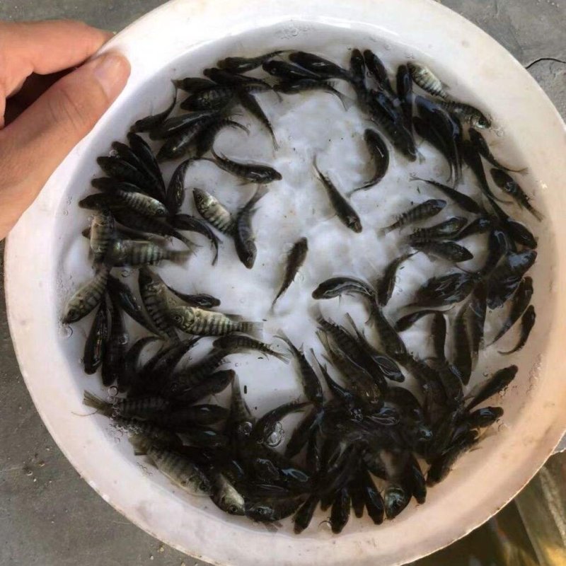 黑鱼苗淡水鱼苗乌鳢鱼苗乌鱼苗养殖基地可供实地考察