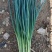 云南小葱