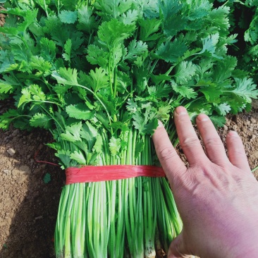 香菜四月十号到十月份都有货