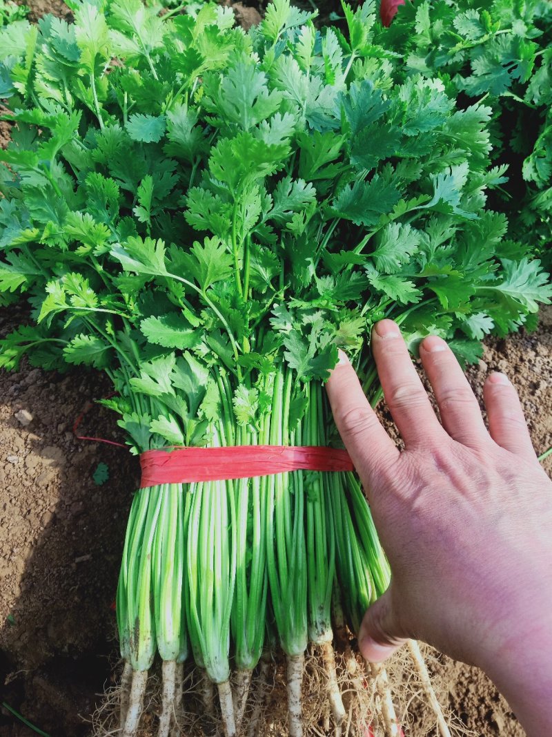 香菜四月十号到十月份都有货