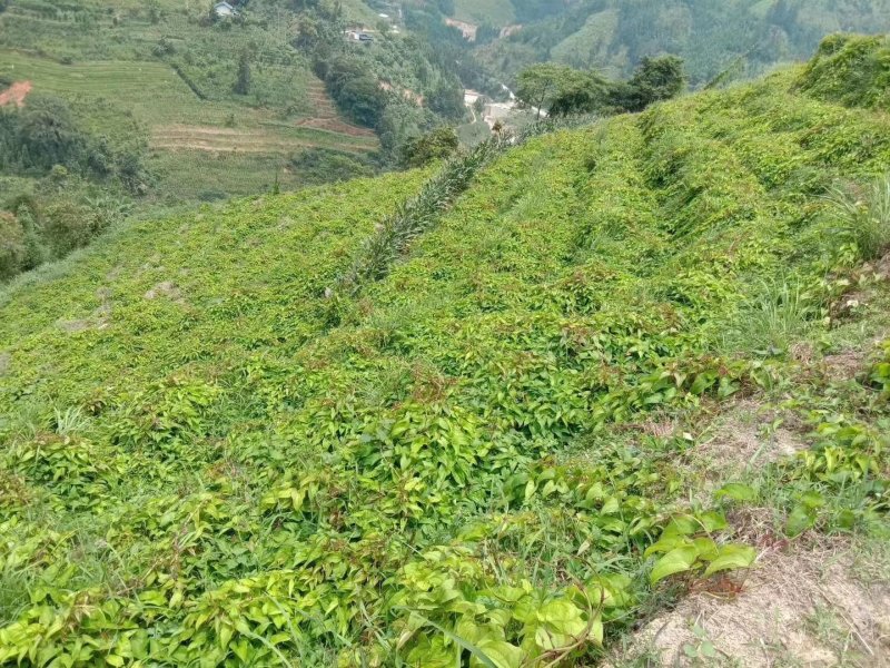 紫益身牌纯圆紫山药薄脆饼厂家直销一件代发七折促销