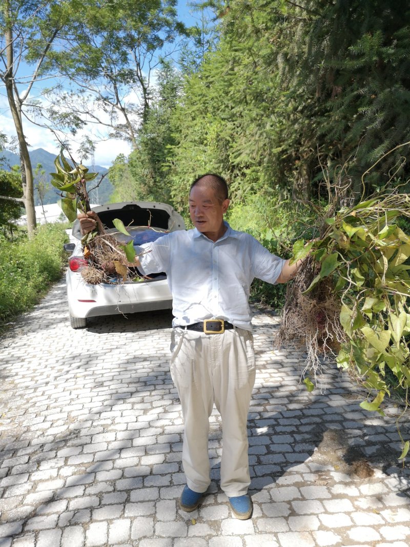 紫益身牌纯圆紫山药薄脆饼厂家直销一件代发七折促销