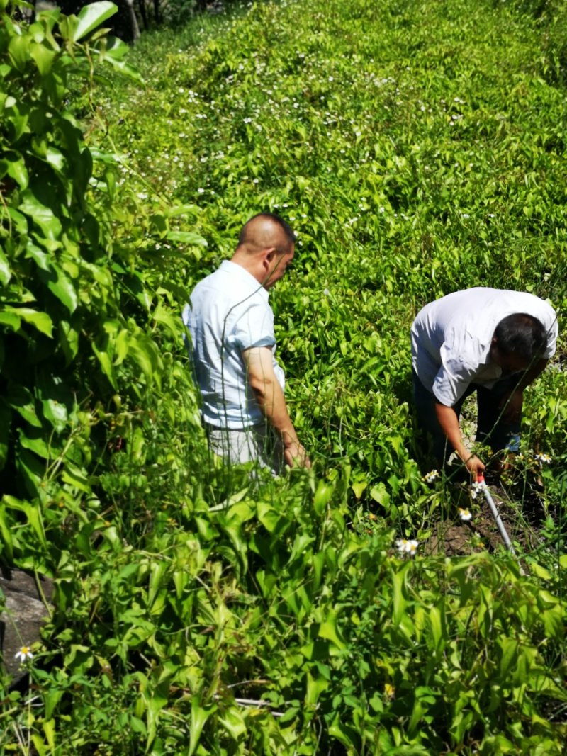 紫益身牌纯圆紫山药薄脆饼厂家直销一件代发七折促销