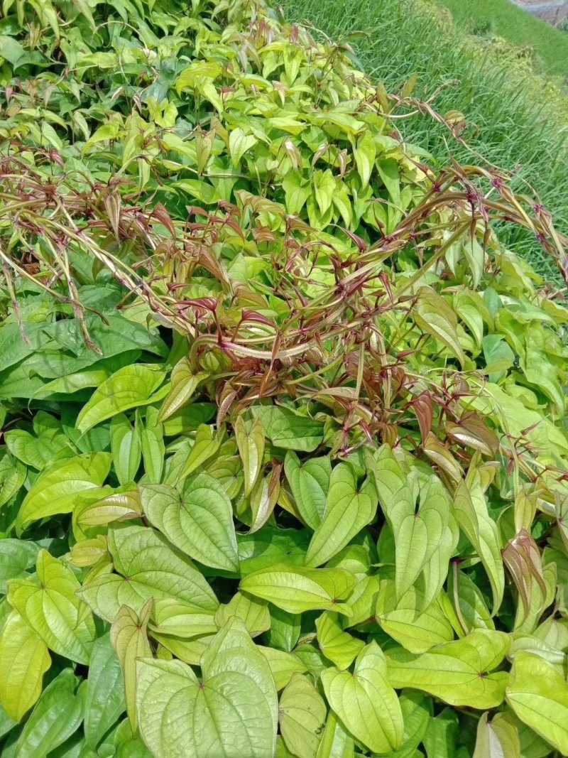紫益身牌纯圆紫山药薄脆饼厂家直销一件代发七折促销