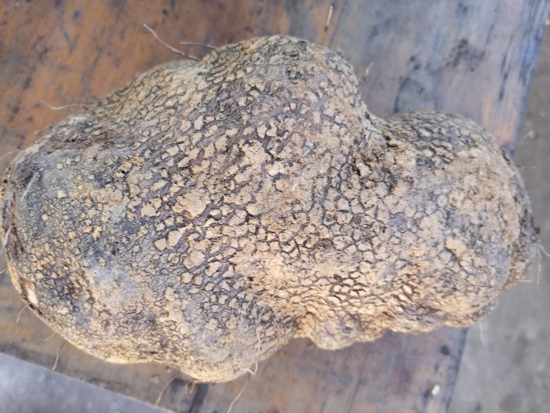 紫益身牌纯圆紫山药薄脆饼厂家直销一件代发七折促销