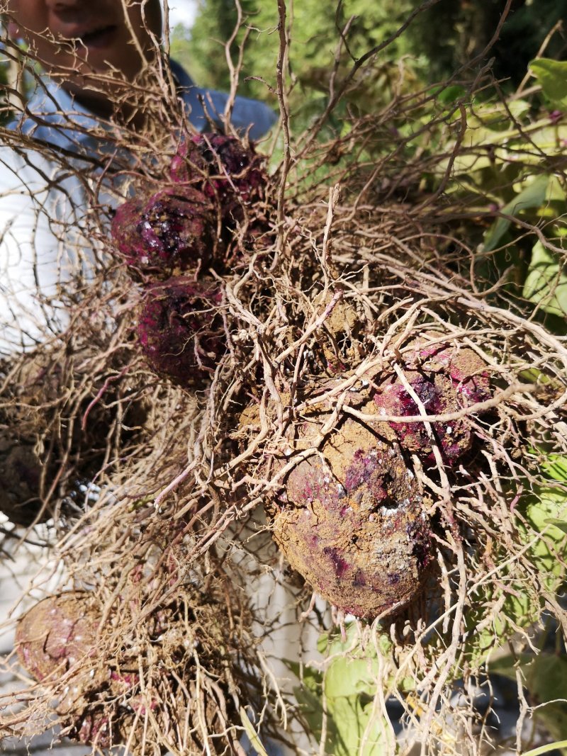 紫益身牌纯圆紫山药薄脆饼厂家直销一件代发七折促销