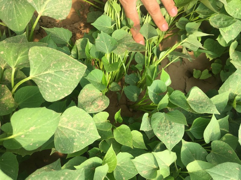 西瓜红，济薯26，蜜薯苗，龙九脱毒红薯苗，原种苗