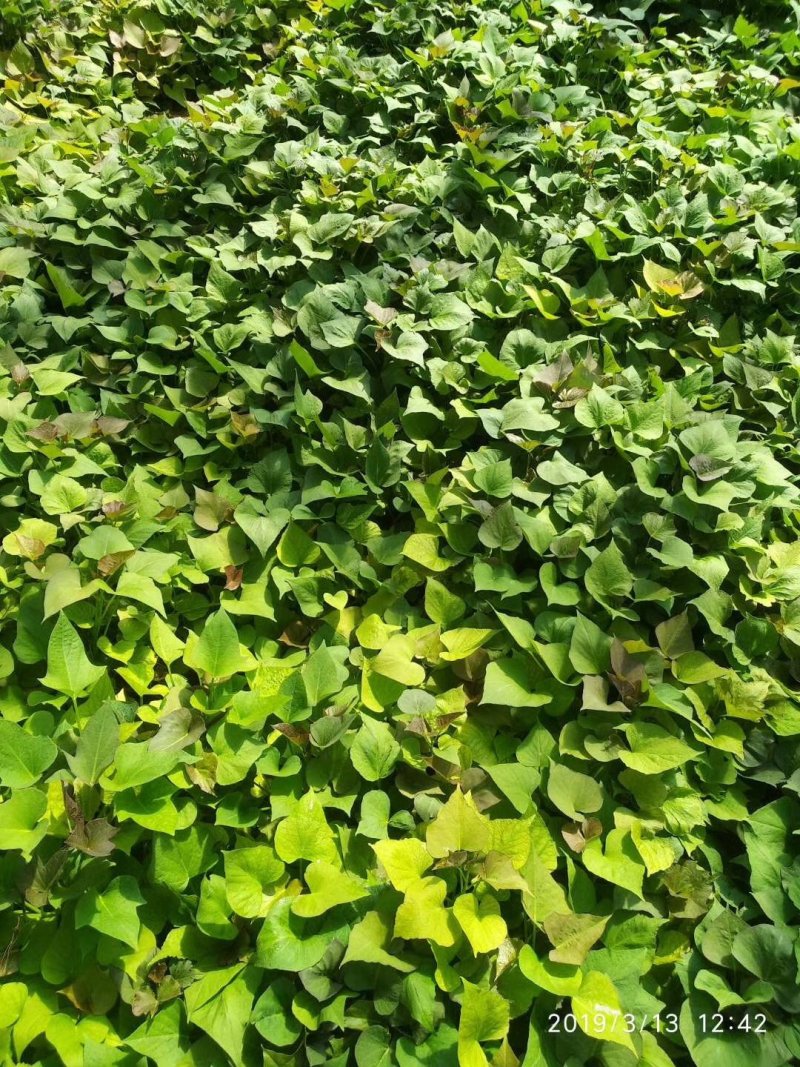 西瓜红，济薯26，蜜薯苗，龙九脱毒红薯苗，原种苗