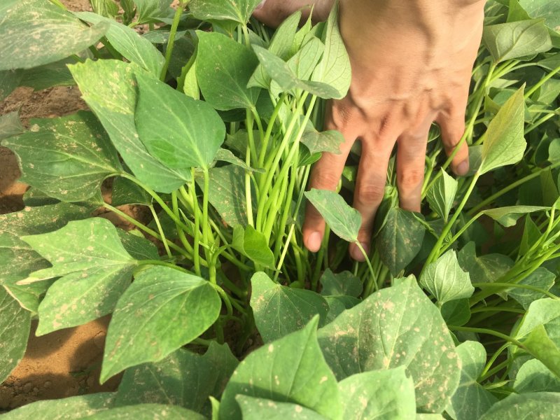 西瓜红，济薯26，蜜薯苗，龙九脱毒红薯苗，原种苗