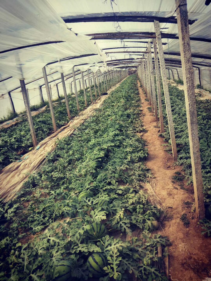 山东西瓜，潍坊西甜王西瓜潍坊产区，电商，市场批发