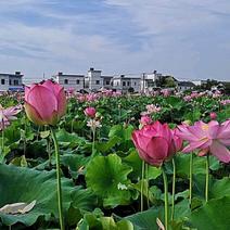 正宗江西广昌太空36号莲子种苗