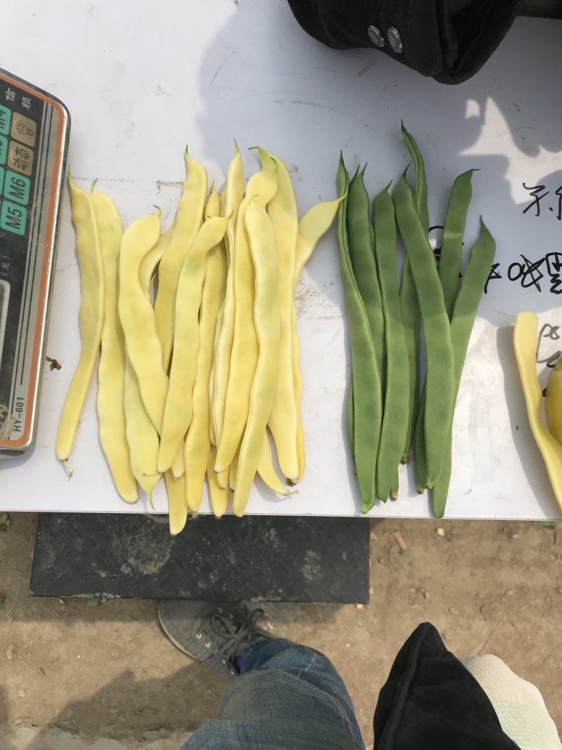 商河，精品，一二级，通货，芸豆大量上市