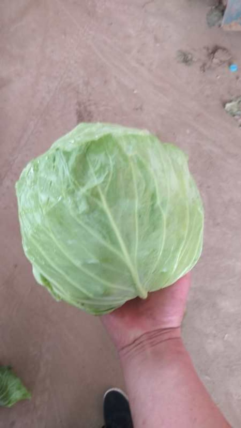 甘蓝，精品，翡翠绿，198价格美丽！，，，，