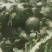 山东潍坊甜王，西瓜7斤打底9成熟1茬