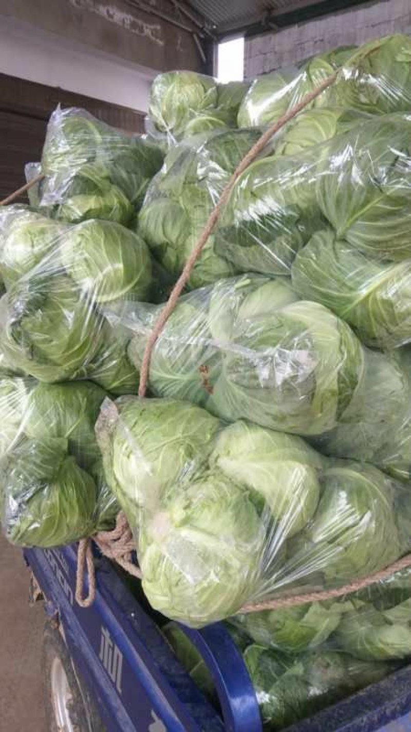 甘蓝，精品，翡翠绿，198价格美丽！，，，，