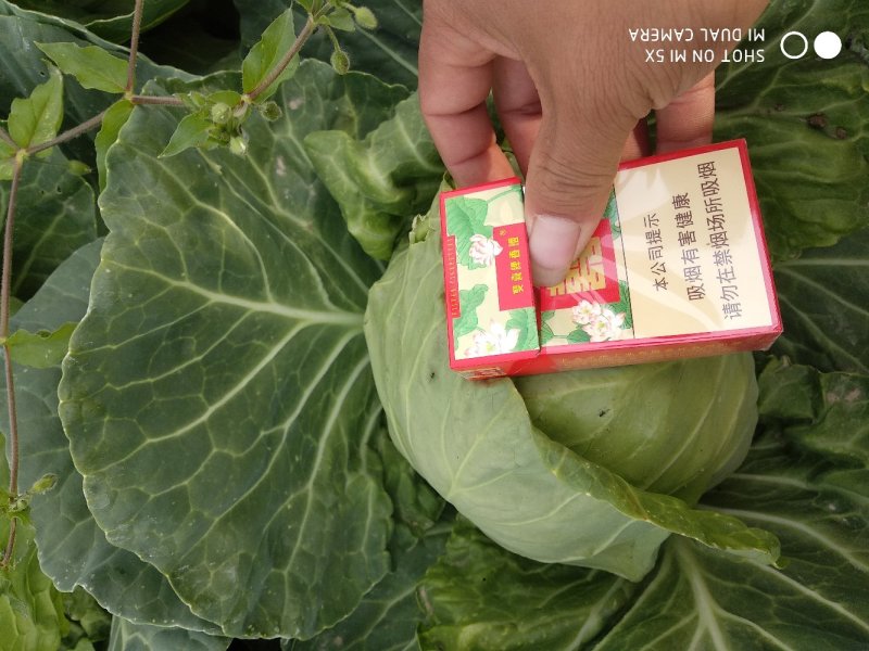 甘蓝，精品，翡翠绿，198价格美丽！，，，，