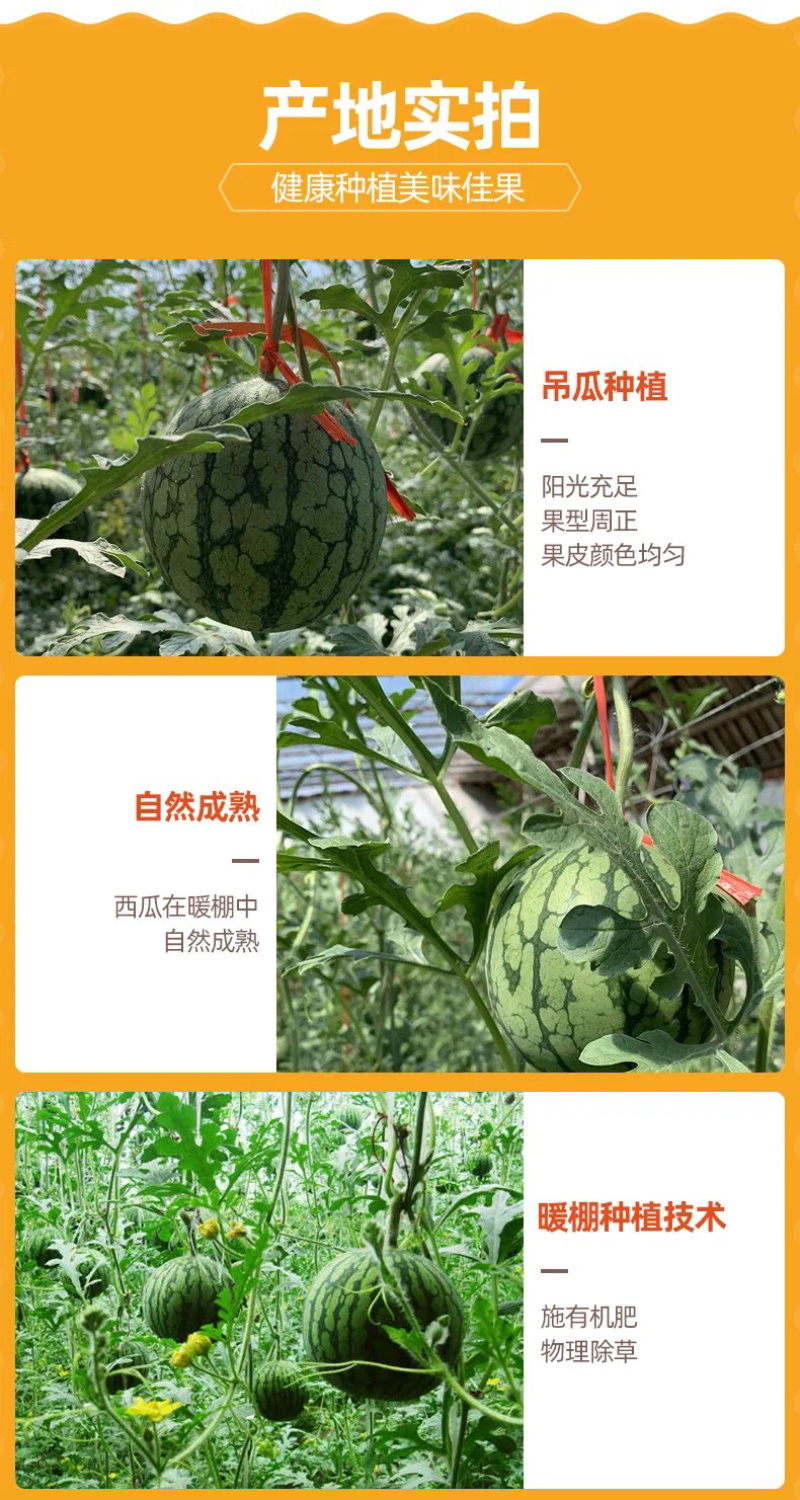 山东仁风富硒西瓜，小兰富硒西瓜，基地大量供应