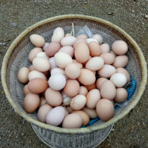 卖土鸡蛋正宗放养土鸡，纯粮食喂养！鸡🥚香