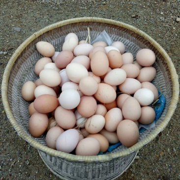 卖土鸡蛋正宗放养土鸡，纯粮食喂养！鸡🥚香