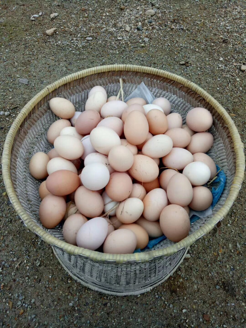 卖土鸡蛋正宗放养土鸡，纯粮食喂养！鸡🥚香