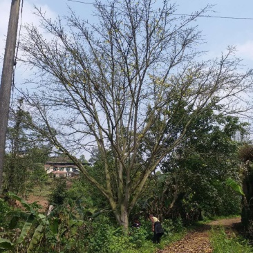 黄葛树大叶榕黄葛榕大量供应，欢迎来电咨询