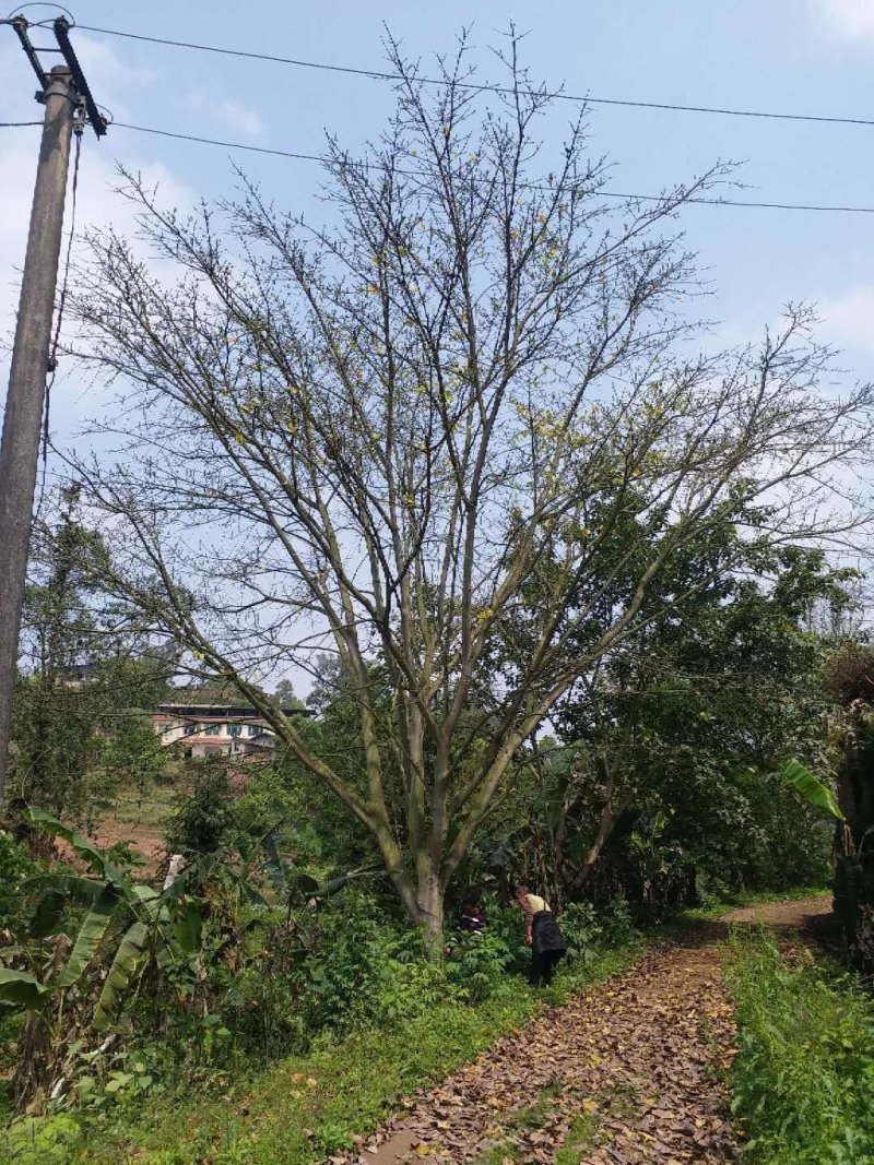 黄葛树大叶榕黄葛榕大量供应，欢迎来电咨询