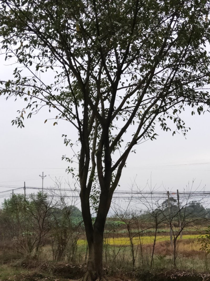 黄葛树大叶榕黄葛榕大量供应，欢迎来电咨询