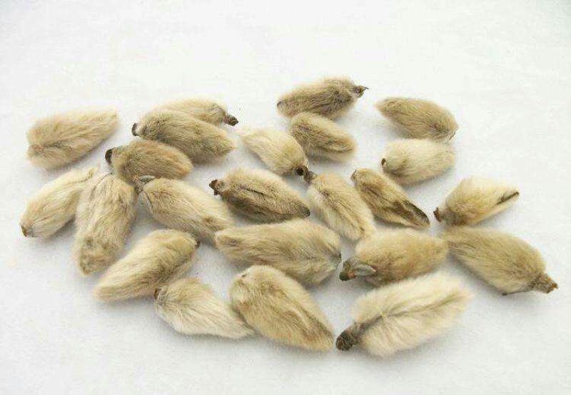 药材辛夷花毛桃玉兰花辛夷