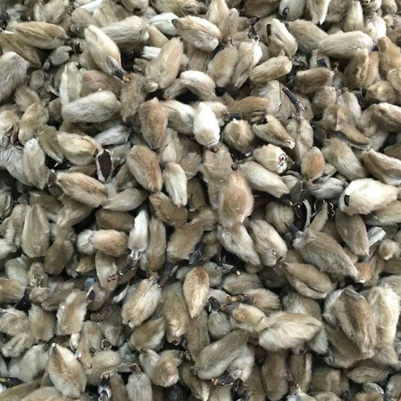 药材辛夷花毛桃玉兰花辛夷