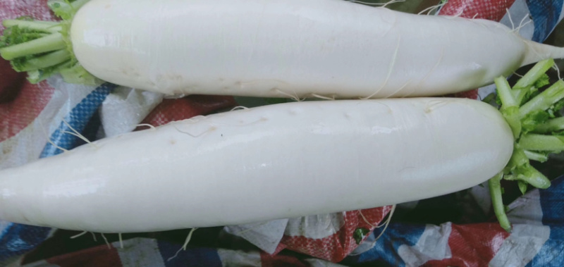 【荐】湖北萝卜白萝卜品质保证产地直发可供电商超市