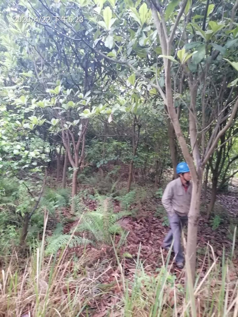 精品高低枝枇杷树、风景枇杷树批发