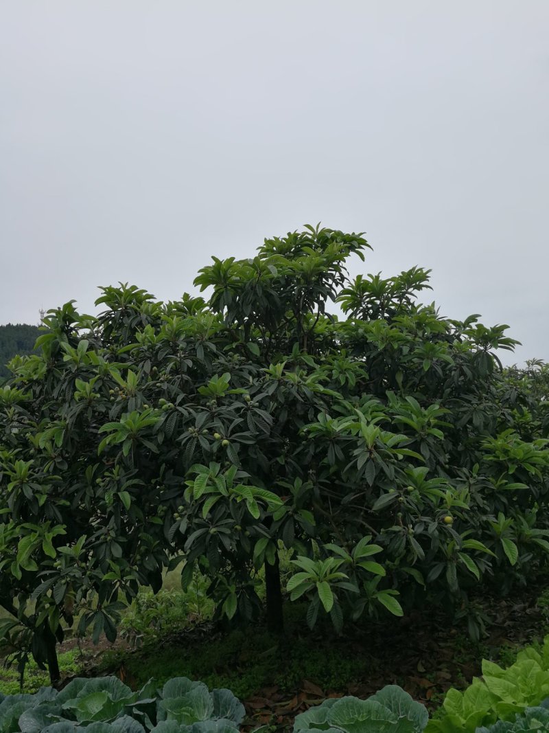 精品高低枝枇杷树、风景枇杷树批发