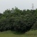 精品高低枝枇杷树、风景枇杷树批发