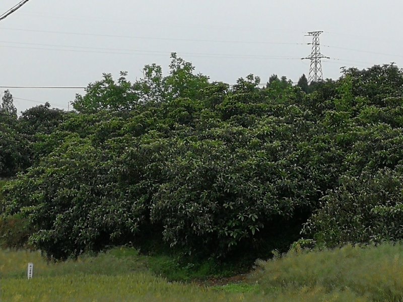 精品高低枝枇杷树、风景枇杷树批发
