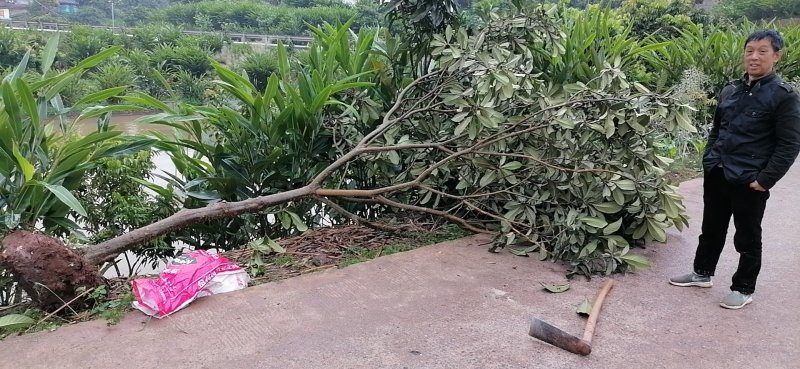 精品高低枝枇杷树、风景枇杷树批发