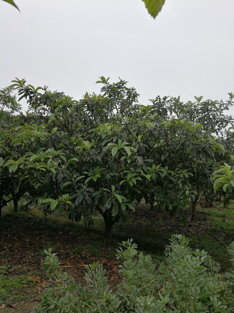 精品高低枝枇杷树、风景枇杷树批发