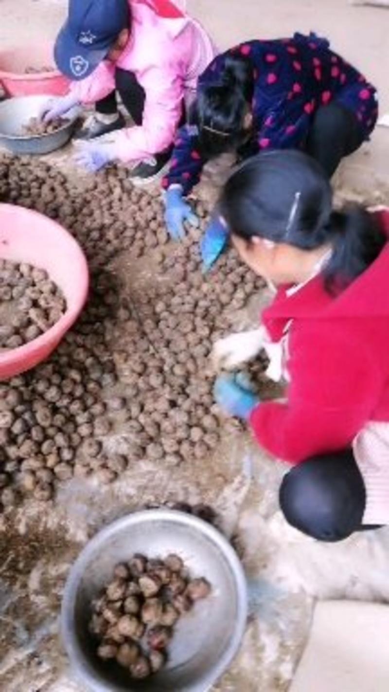 正中的桂林山水种出来的毛马蹄清甜可口肉质非常白可以当做蔬