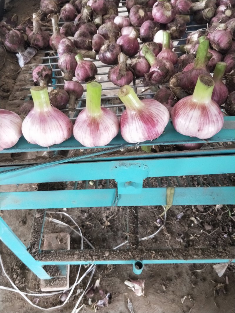 大蒜头【河南开封通许万亩基地直供高质量高标准】