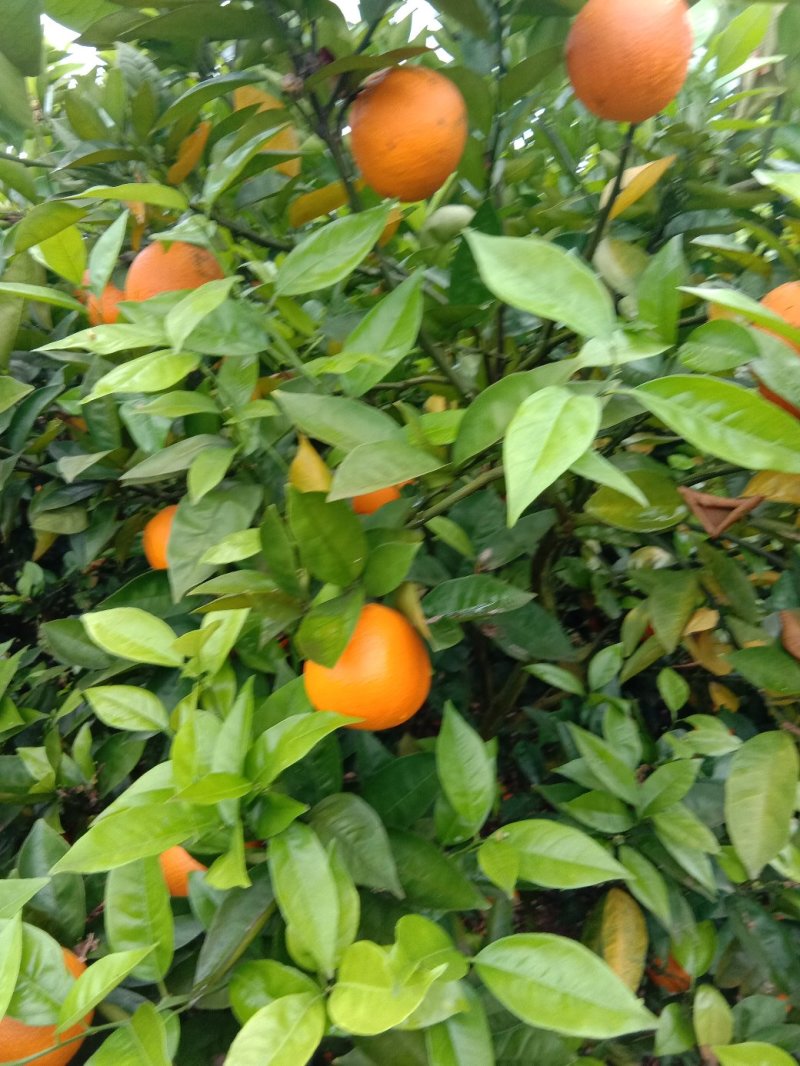 夏橙