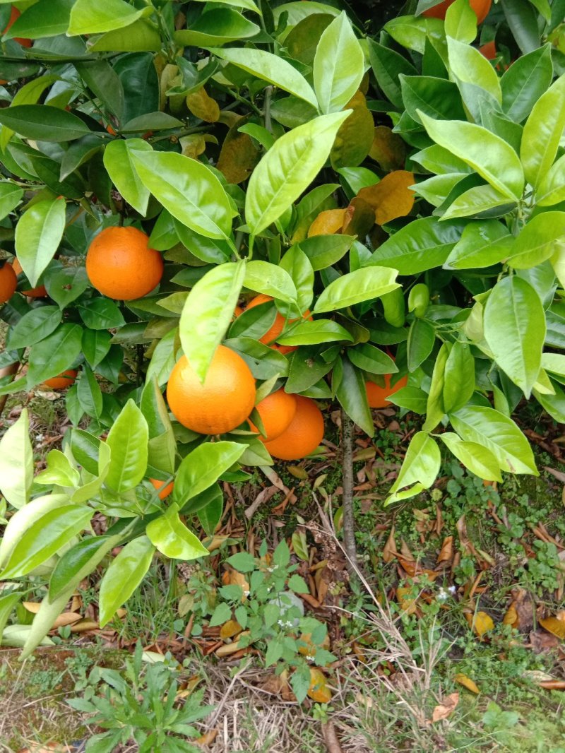 夏橙