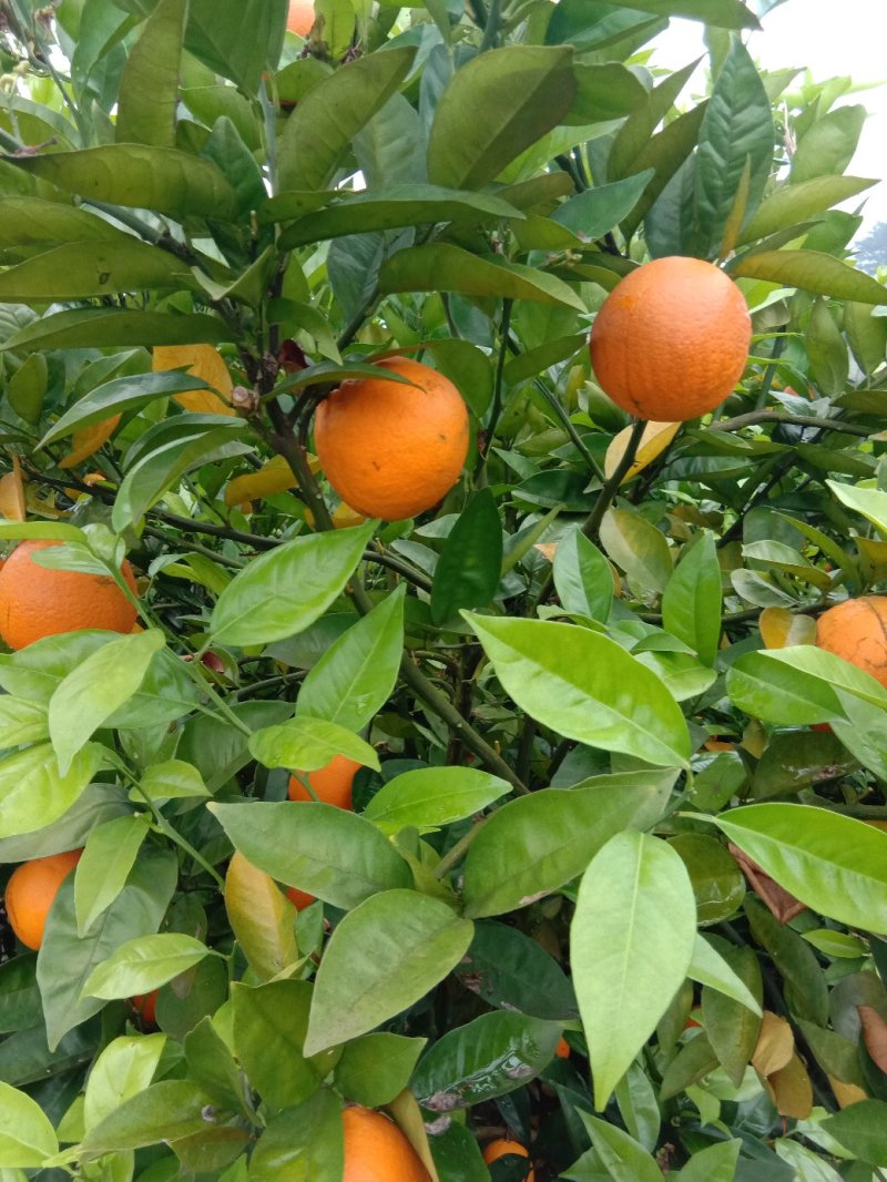 夏橙